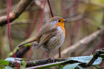 robin