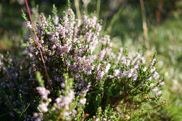 Mountain hiking in Norway