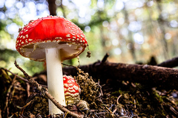 Pretty little Poison Fungus