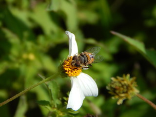 abeja