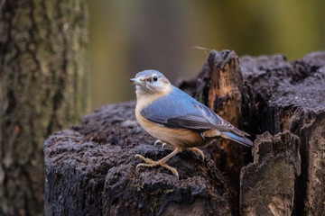 nuthatch