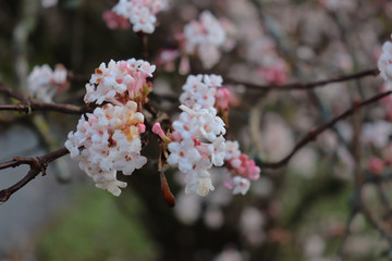Fresh pink flowers (viburnum botantense dawn)