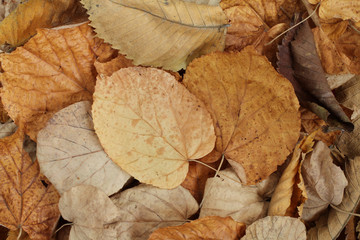 Autumn background - dry alder  leaves