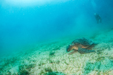 Fototapeta premium Turtle at Kas, Turkey