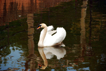cisne blanco