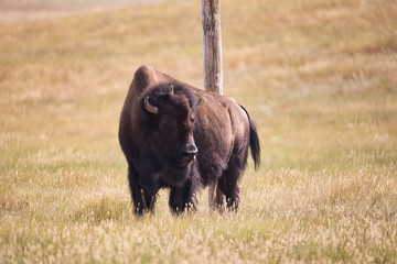 Bison reibt sich an einen Mast