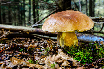 Steinpilz (Boletus edulis)