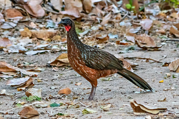 Chestnut-bellied Guan