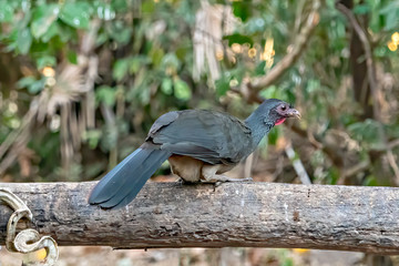 Chaco Chachalaca