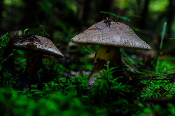 Amanita rubescens