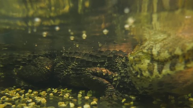 A smooth-faced caiman or a small crocodile swims and waits for living creatures in a pond