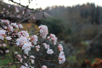 Fresh pink flowers (viburnum botantense dawn)