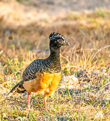 Female Bare-faced Curassow