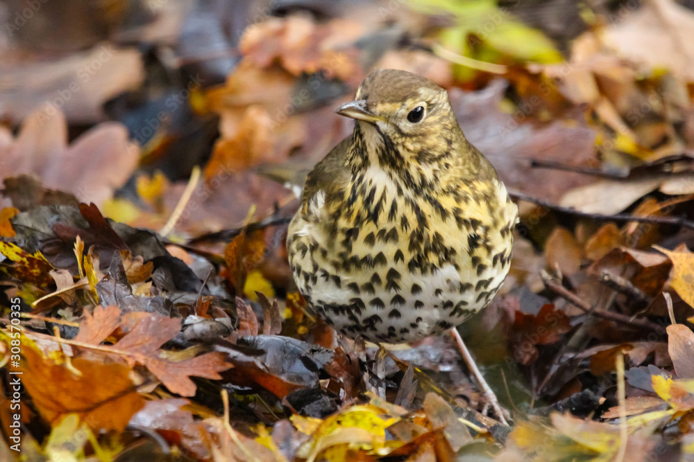 Sticker song thrush