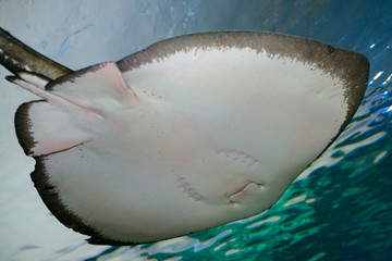 Underside of male Southern Stingray swimming to the water surface