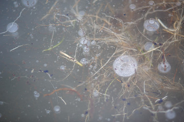 Texture of frozen ice with bubbles, frozen leaves and grass on the lake. Grey ice in the framing of the grass in frost