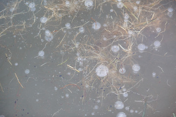 Texture of frozen ice with bubbles, frozen leaves and grass on the lake. Grey ice in the framing of the grass in frost