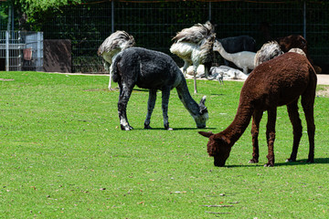 Fototapeta premium ALPACAS PASTING IN A GRASS
