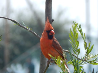 cardenal