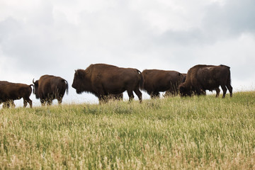 Herde Bisons