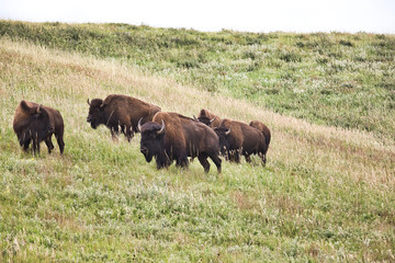 Gruppe Bisons im Custer State Park