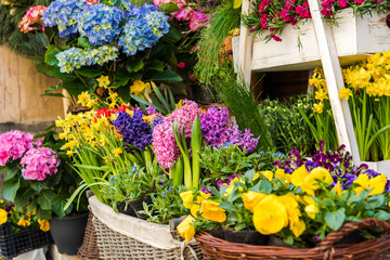 Beautiful blossoming flowers in a flower shop. Springtime sale of fresh flowers.