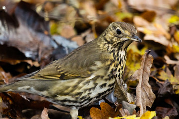 song thrush