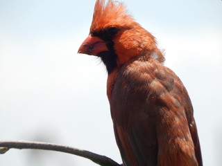 cardenal