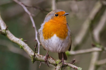 robin