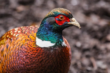 pheasant
