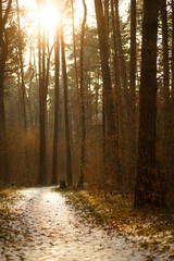 Road in a pine forest on a Sunny spring day. The icy path with footprints and skis glistens in the warm rays of the sun.