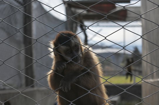 Mono Caí (capuchino)