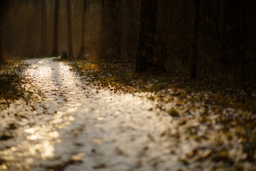 Road in a pine forest on a Sunny spring day. The icy path with footprints and skis glistens in the warm rays of the sun.