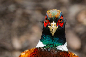 pheasant