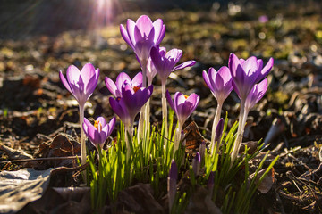 Close-up of bright purple Crocus flowers on meadow in early spring.