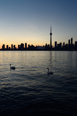 Pair of swans on Lake Ontario with silhouette of Toronto city skyline
