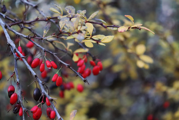 Fresh and colorful flowers of autumn