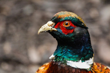 pheasant