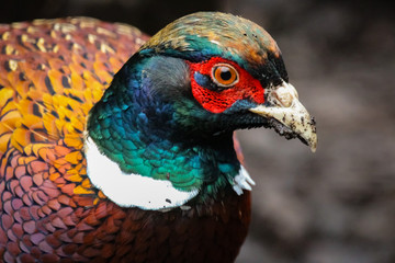 pheasant