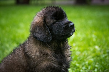 Little wet puppy of breed Leonberger in the rain