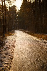 Road in a pine forest on a Sunny spring day. The icy path with footprints and skis glistens in the warm rays of the sun.