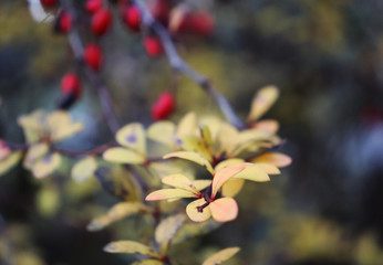 Fresh and colorful flowers of autumn