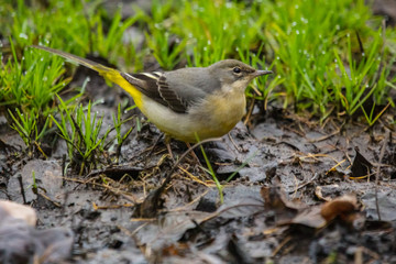 grey wagtail