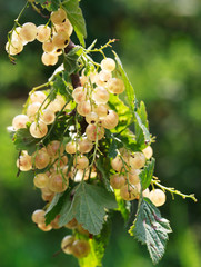 Obraz premium Ripe white currants in the garden, selective focus