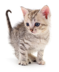 Kitten on white background.