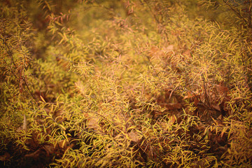 Hintergrund mit Naturmotiv