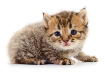 Obraz premium Kitten on white background.