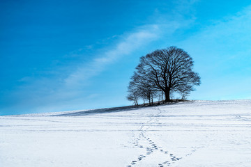 Lonely tree in the snowy hill, Beskydy, Mosty u Jablunkova, Czech Republic