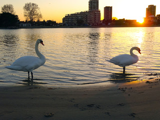 Swans