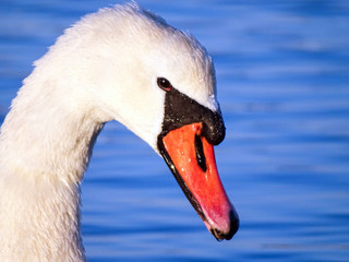 Swan